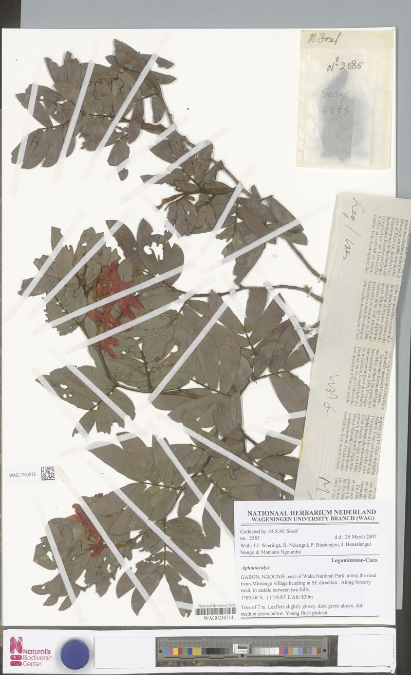 Aphanocalyx jenseniae photo 3