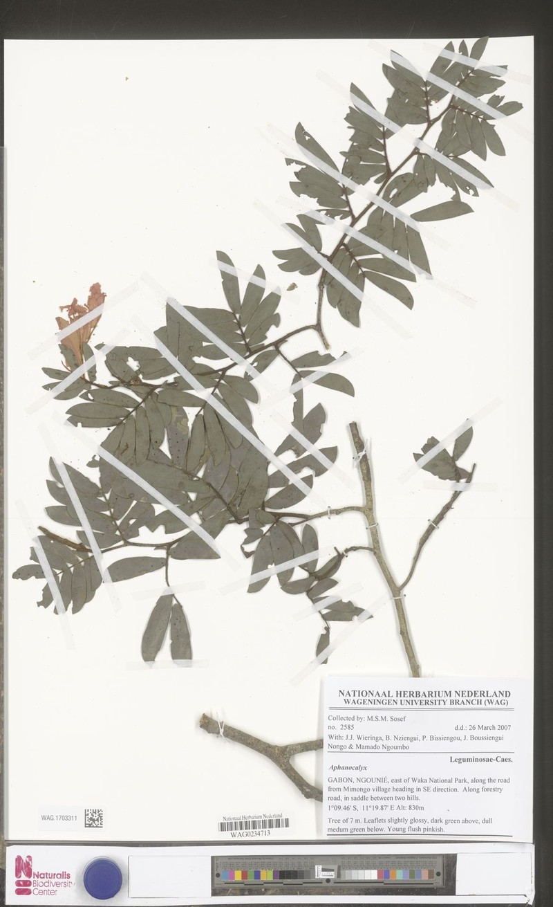 Aphanocalyx jenseniae photo 4