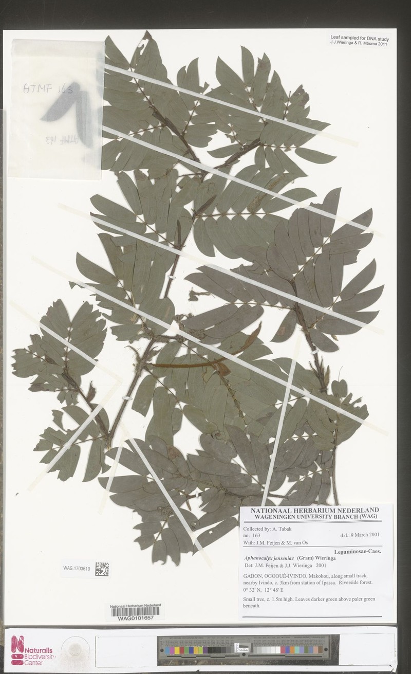 Aphanocalyx jenseniae photo 6