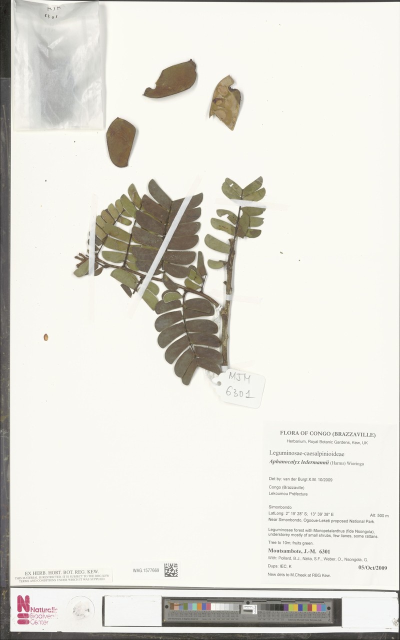 Aphanocalyx ledermannii