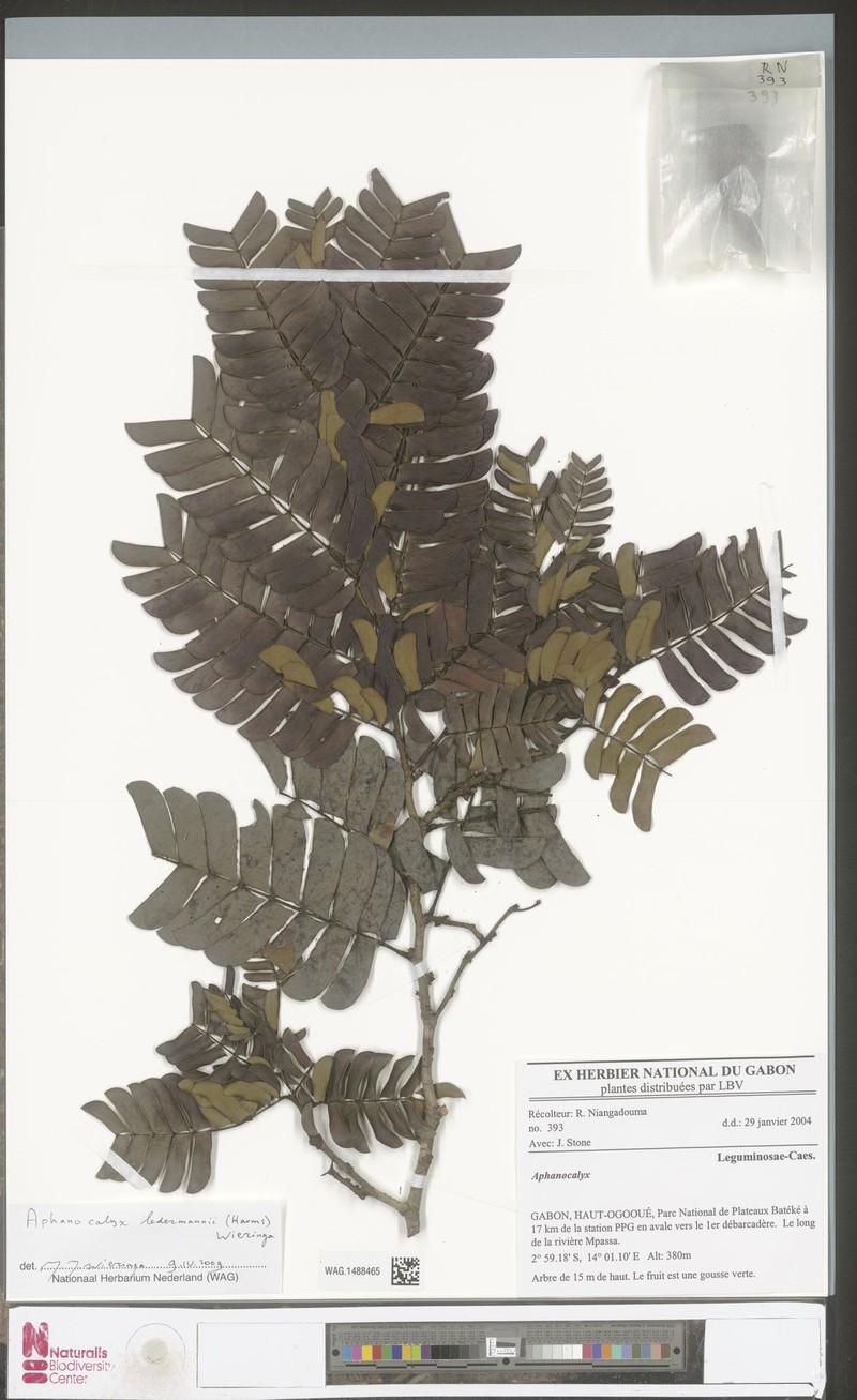 Aphanocalyx ledermannii photo 2