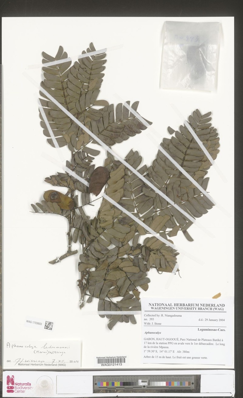 Aphanocalyx ledermannii photo 3