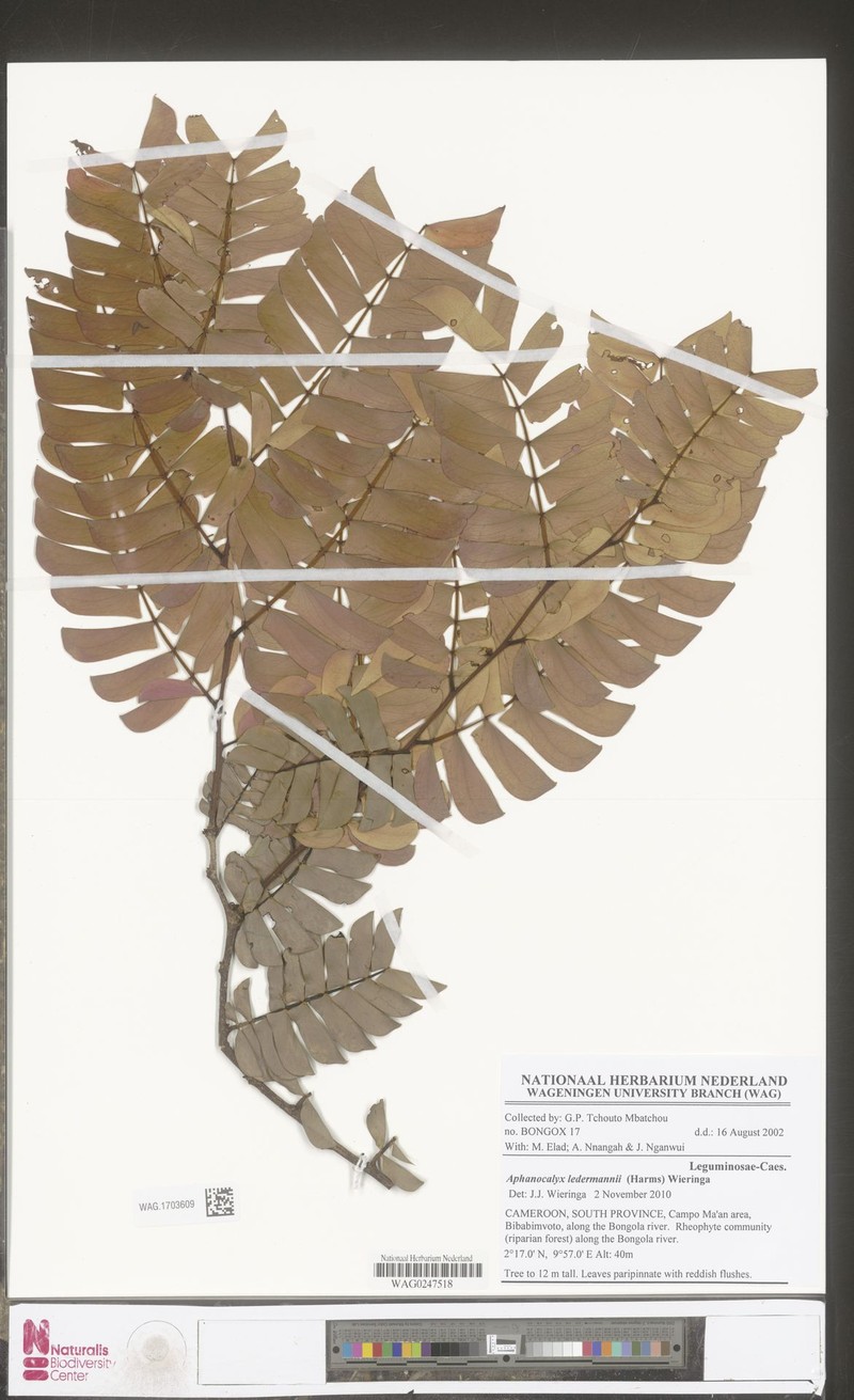Aphanocalyx ledermannii photo 4