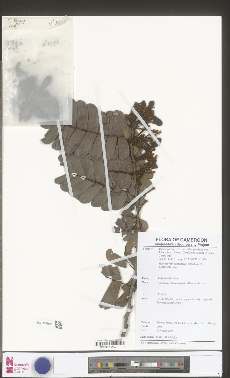 Aphanocalyx ledermannii photo 5