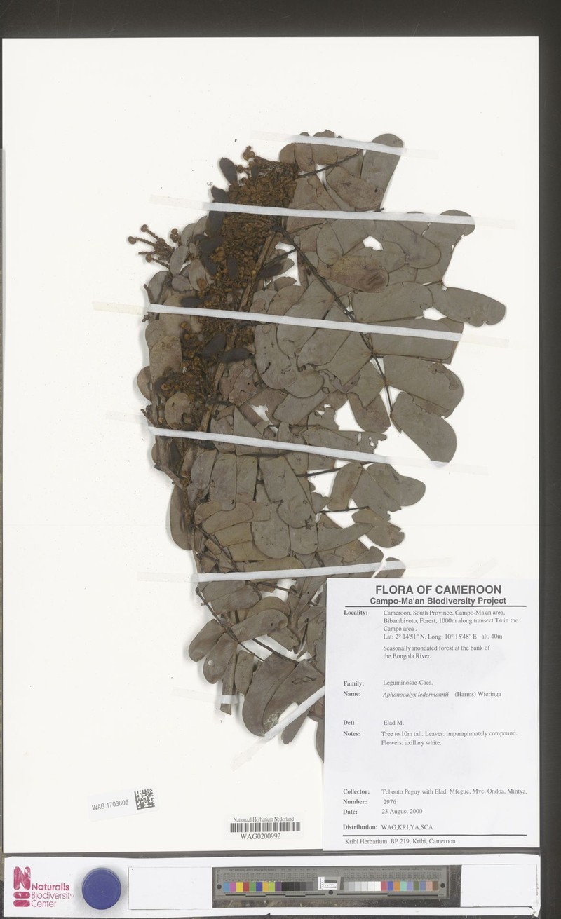 Aphanocalyx ledermannii photo 7