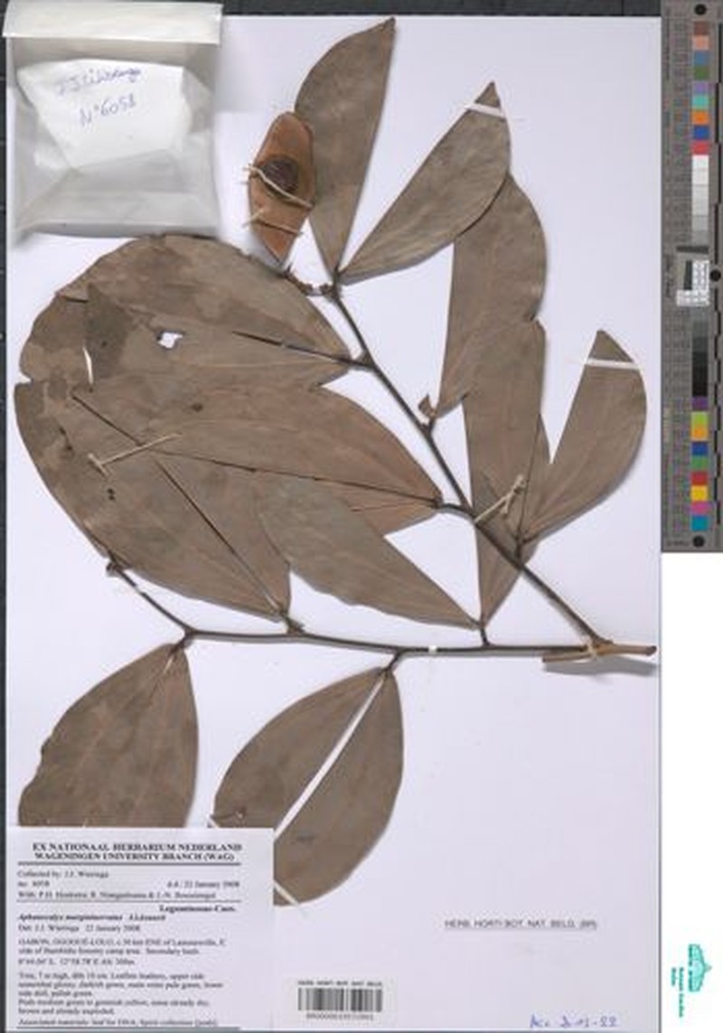 Aphanocalyx margininervatus