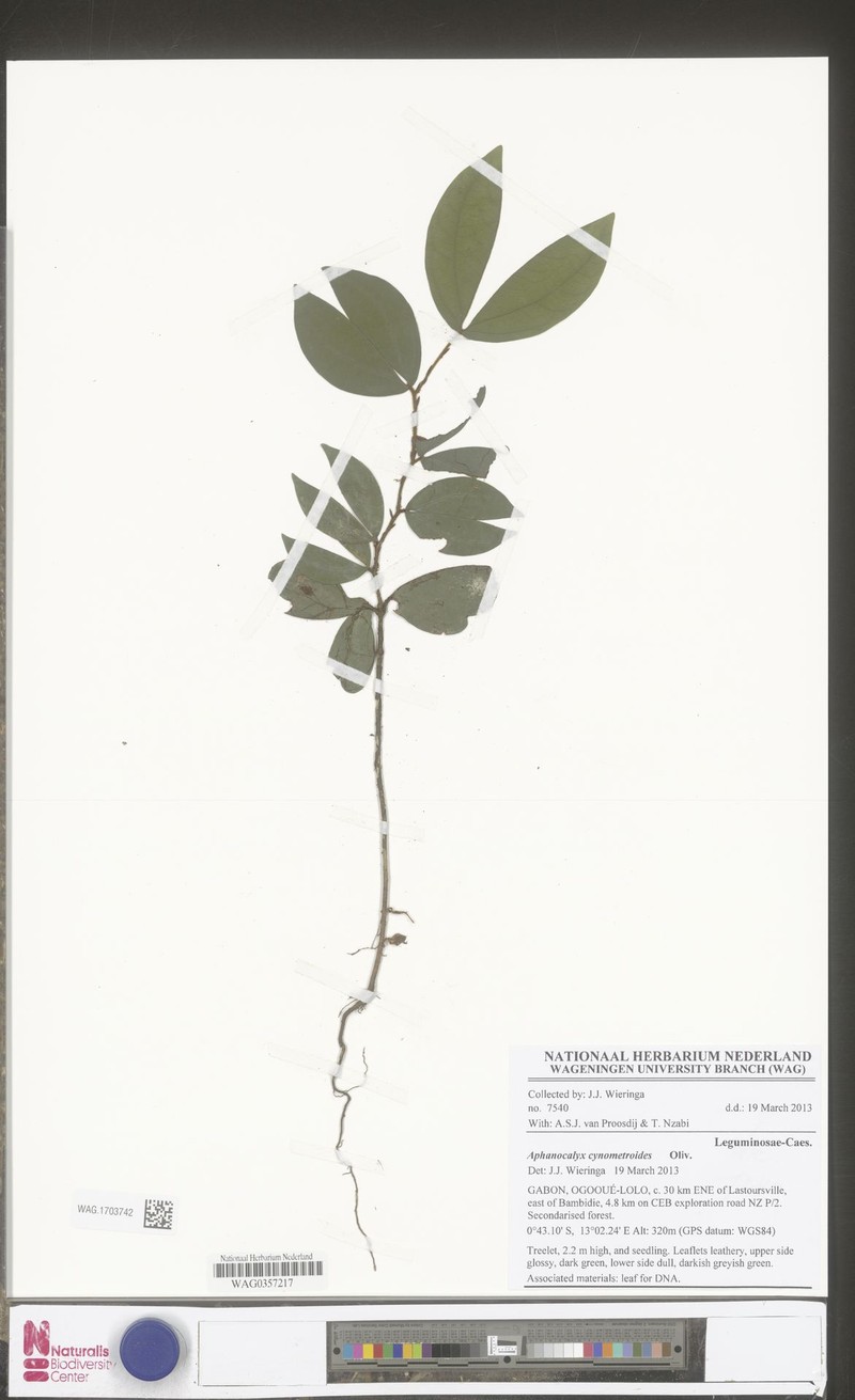 Aphanocalyx margininervatus photo 2
