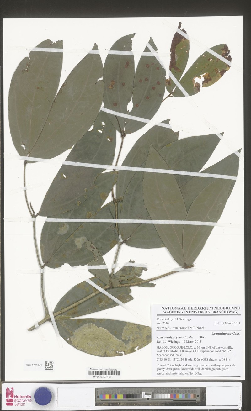 Aphanocalyx margininervatus photo 3