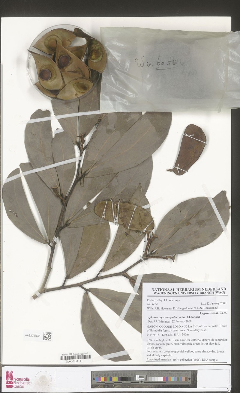 Aphanocalyx margininervatus photo 4