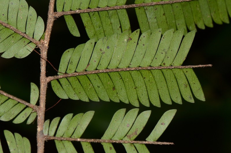 Aphanocalyx microphyllus