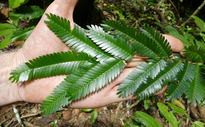 Aphanocalyx microphyllus photo 3
