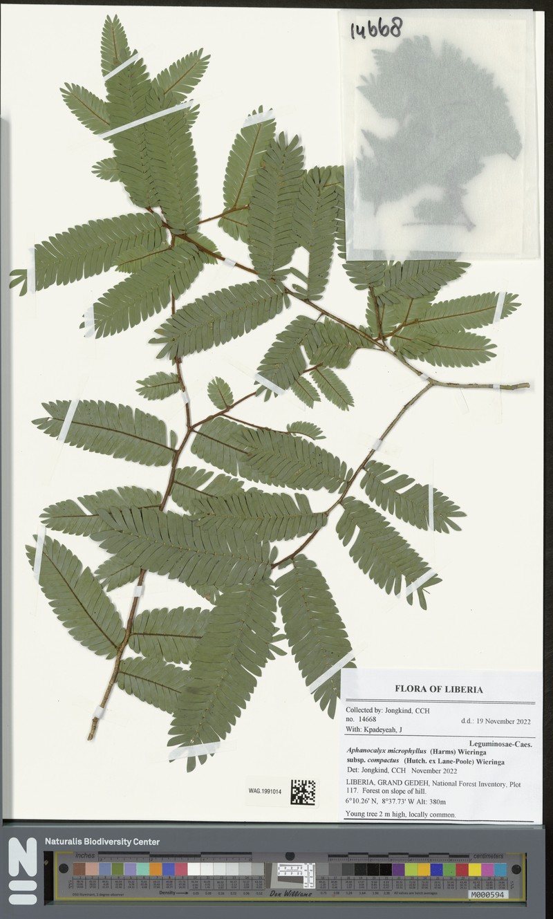 Aphanocalyx microphyllus photo 4