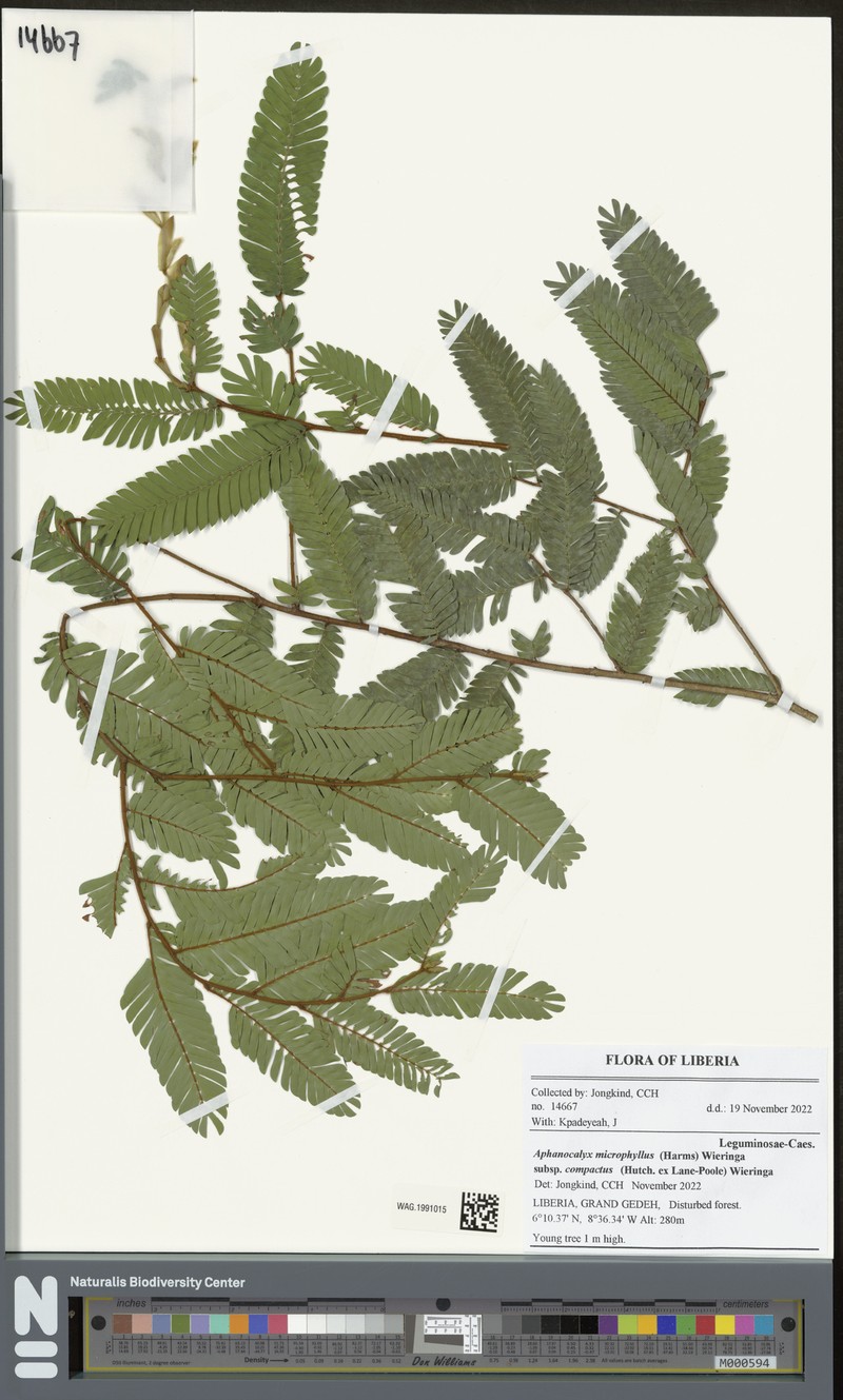 Aphanocalyx microphyllus photo 5