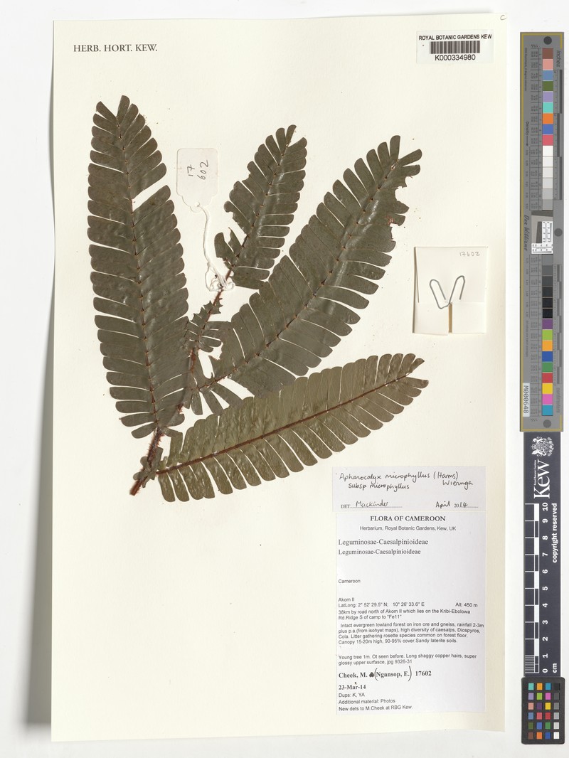 Aphanocalyx microphyllus subsp. microphyllus