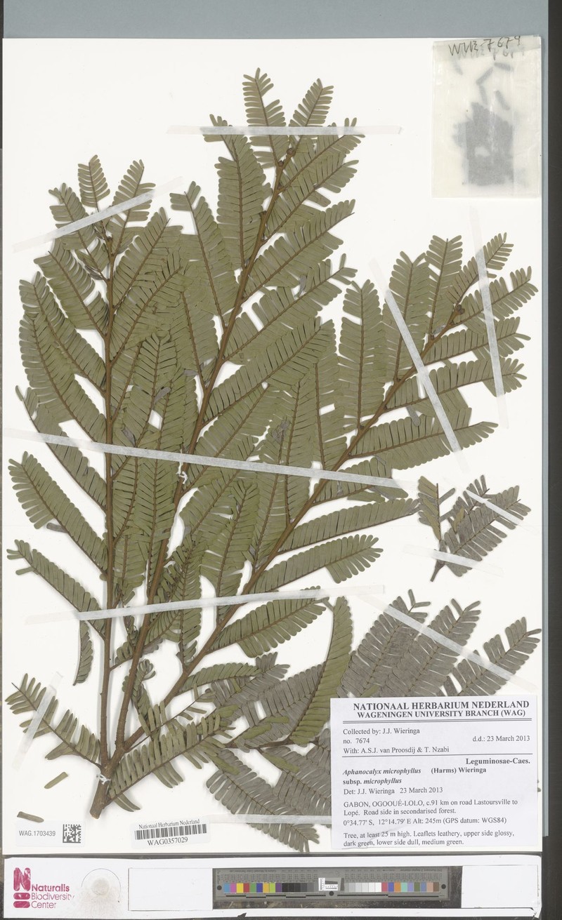 Aphanocalyx microphyllus subsp. microphyllus photo 3