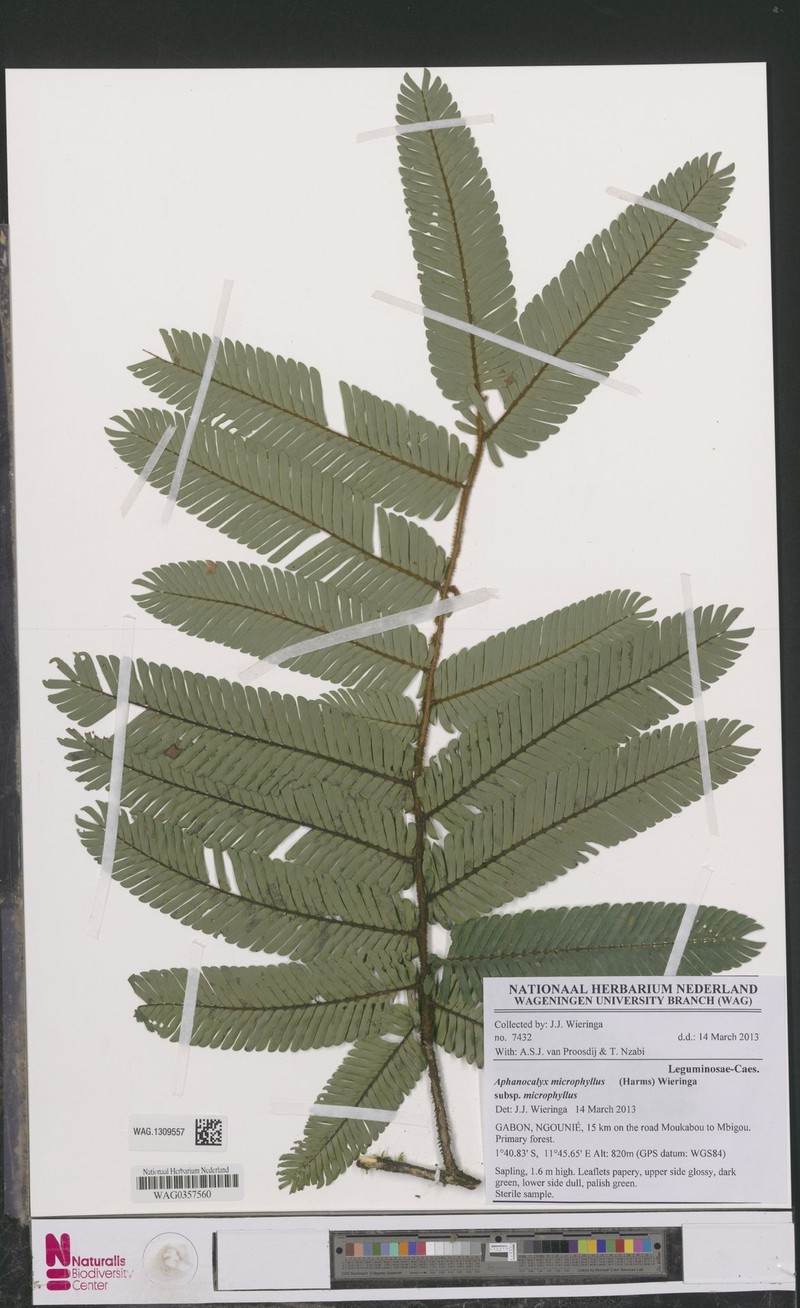 Aphanocalyx microphyllus subsp. microphyllus photo 4