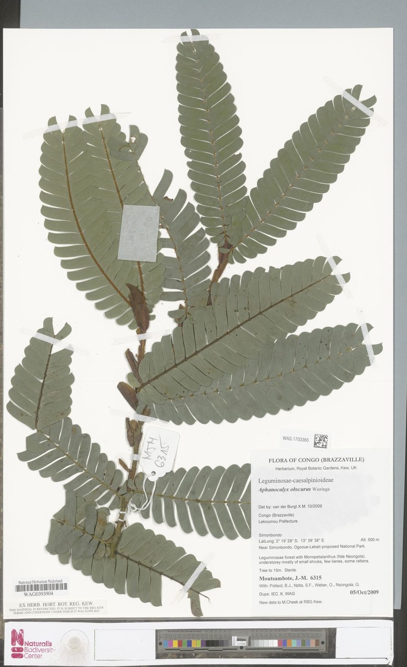 Aphanocalyx obscurus