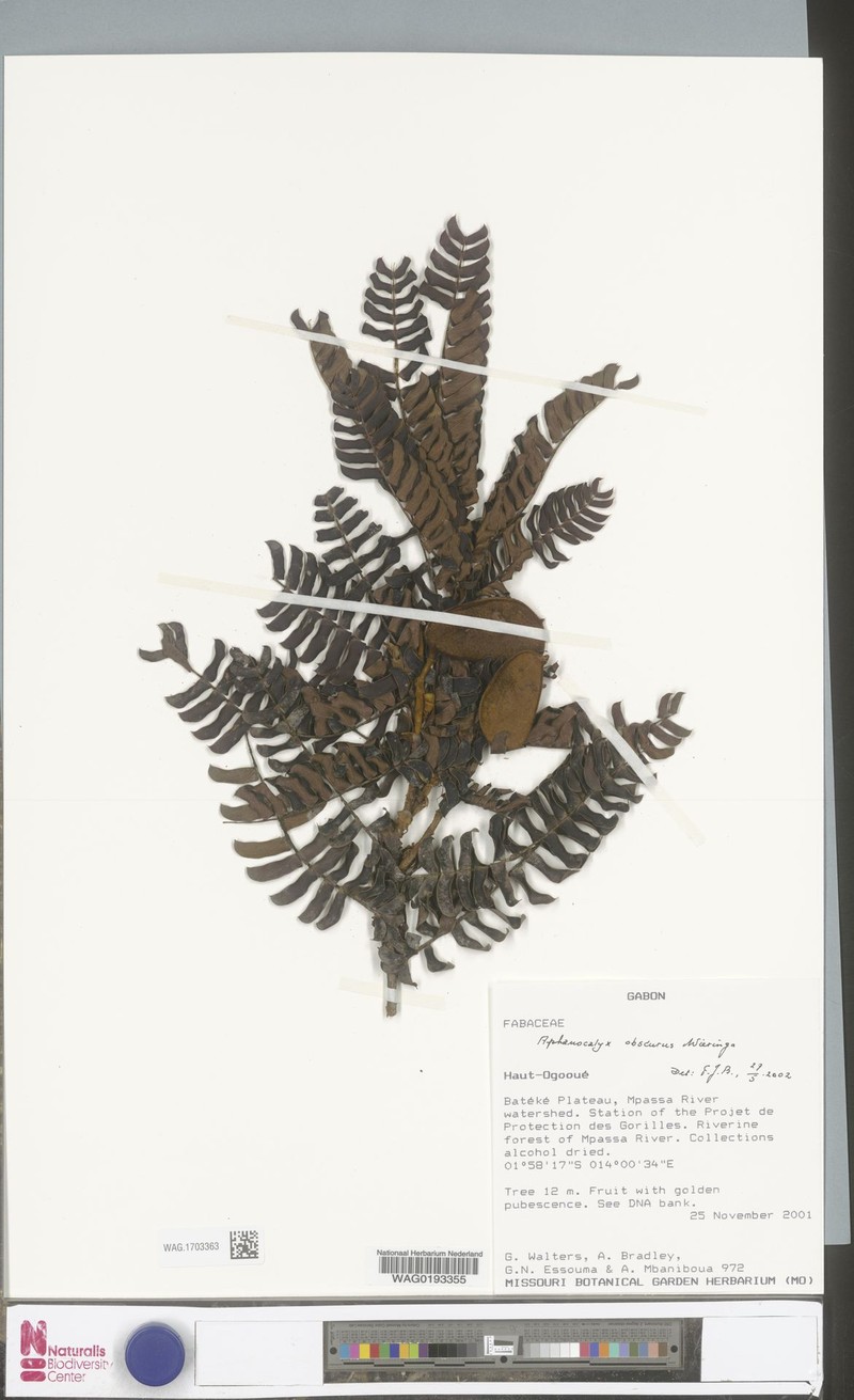 Aphanocalyx obscurus photo 2