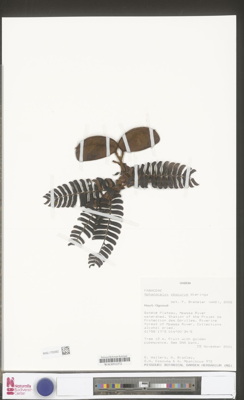 Aphanocalyx obscurus photo 3
