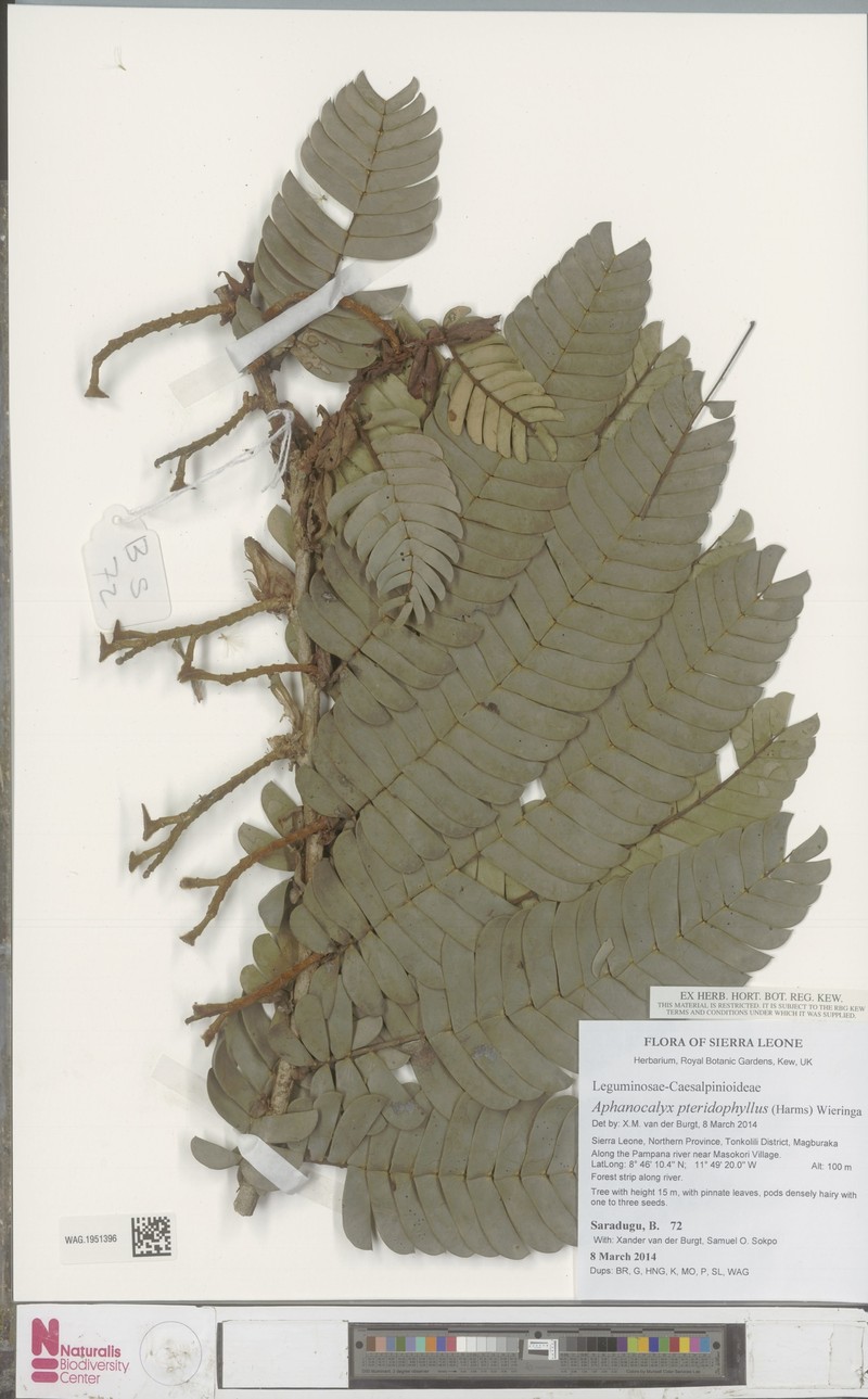 Aphanocalyx pteridophyllus