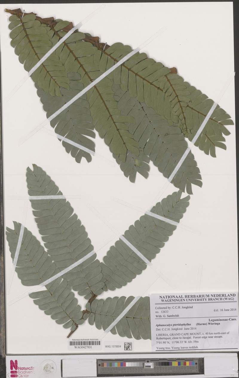 Aphanocalyx pteridophyllus photo 2