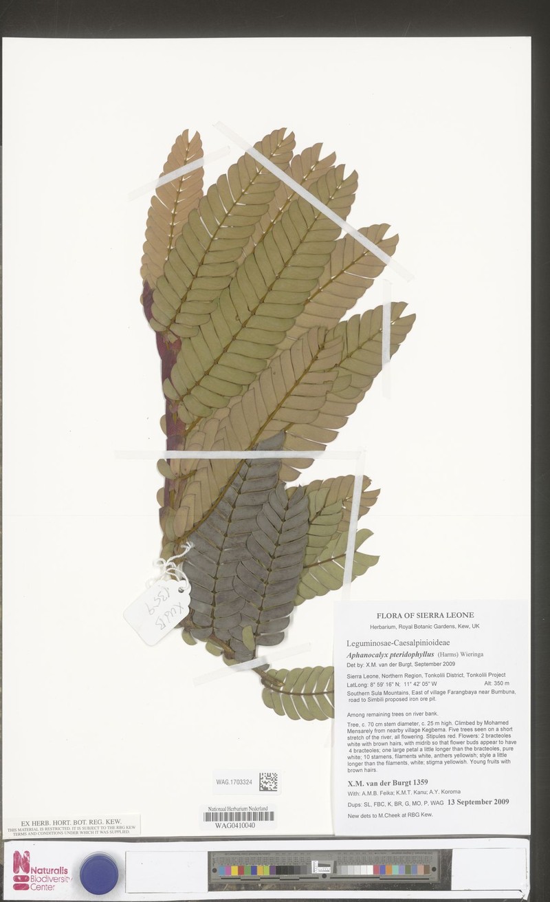 Aphanocalyx pteridophyllus photo 3