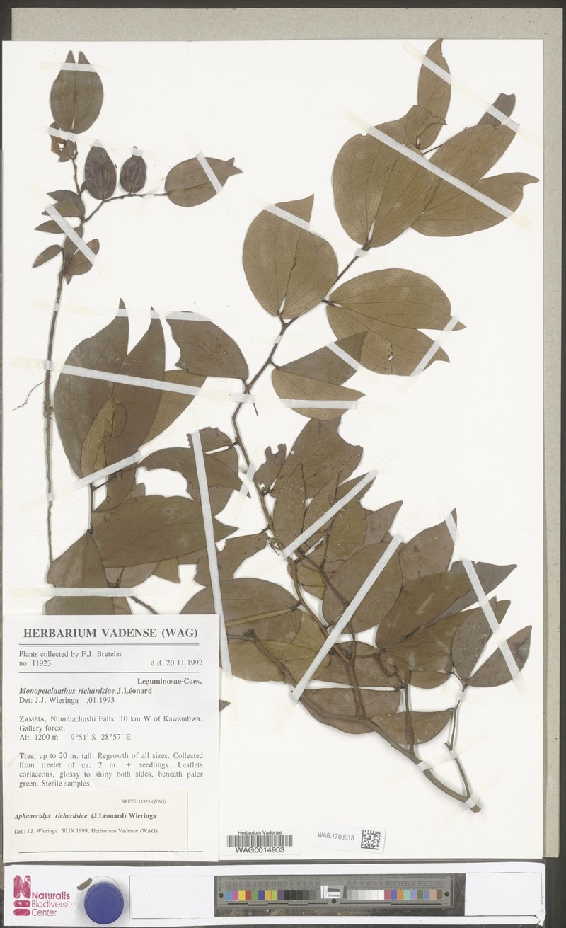 Aphanocalyx richardsiae