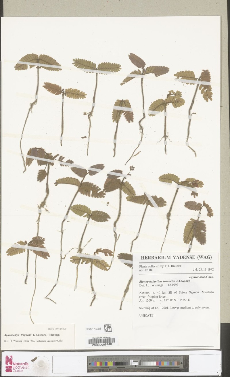 Aphanocalyx trapnellii