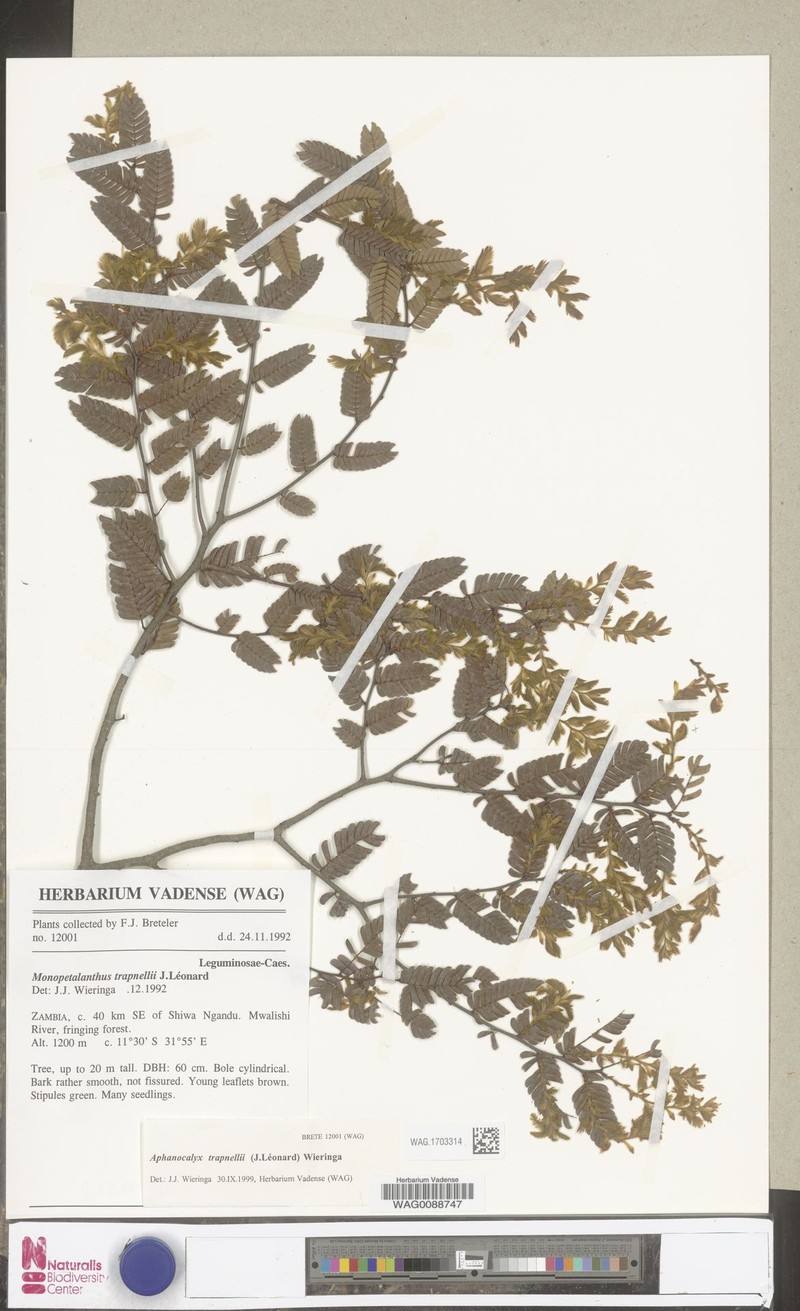 Aphanocalyx trapnellii photo 2