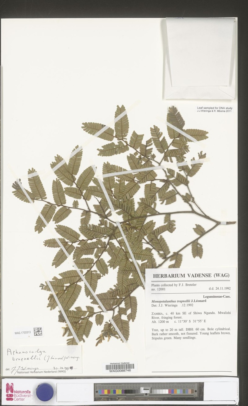 Aphanocalyx trapnellii photo 3
