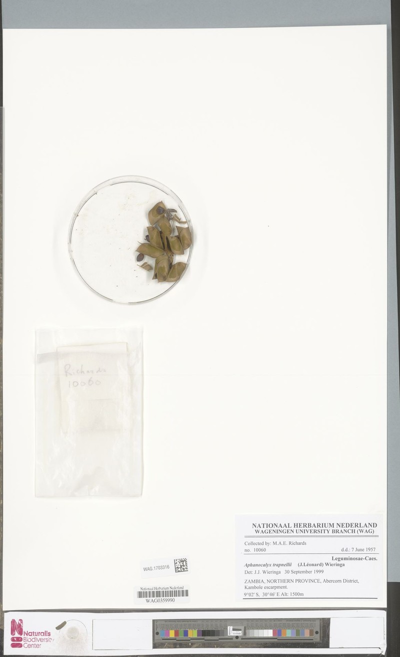Aphanocalyx trapnellii photo 4