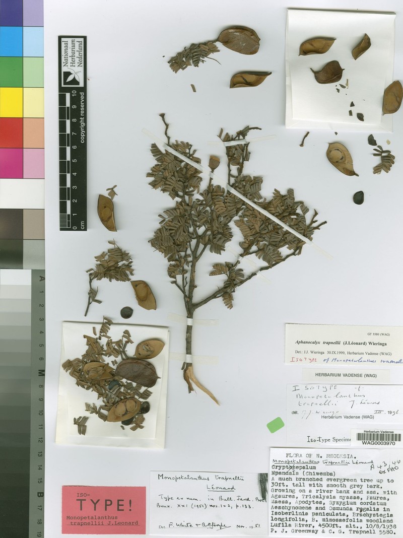 Aphanocalyx trapnellii photo 5