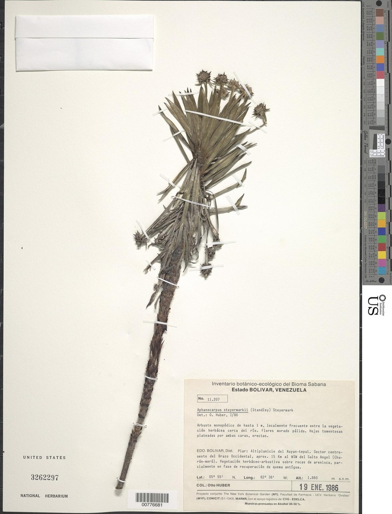 Aphanocarpus steyermarkii photo 2