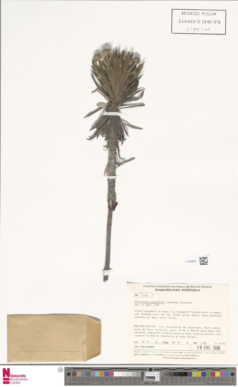 Aphanocarpus steyermarkii
