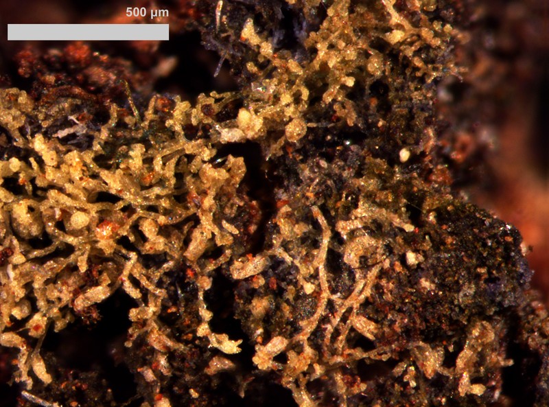 Aphanolejeunea ephemeroides photo 2