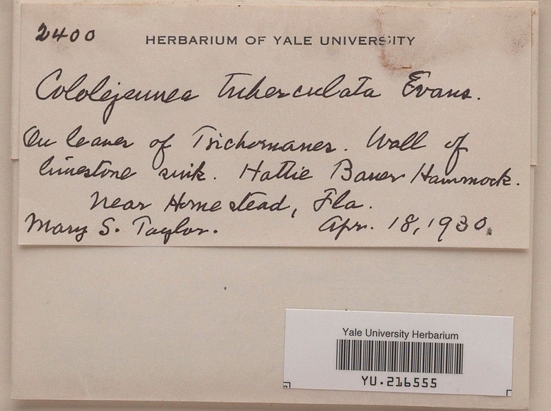 Aphanolejeunea tuberculata