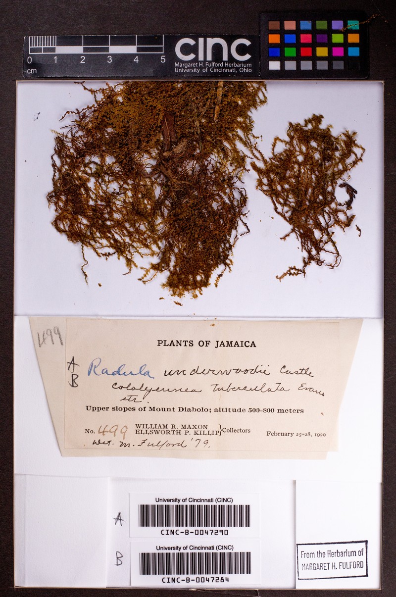 Aphanolejeunea tuberculata photo 2