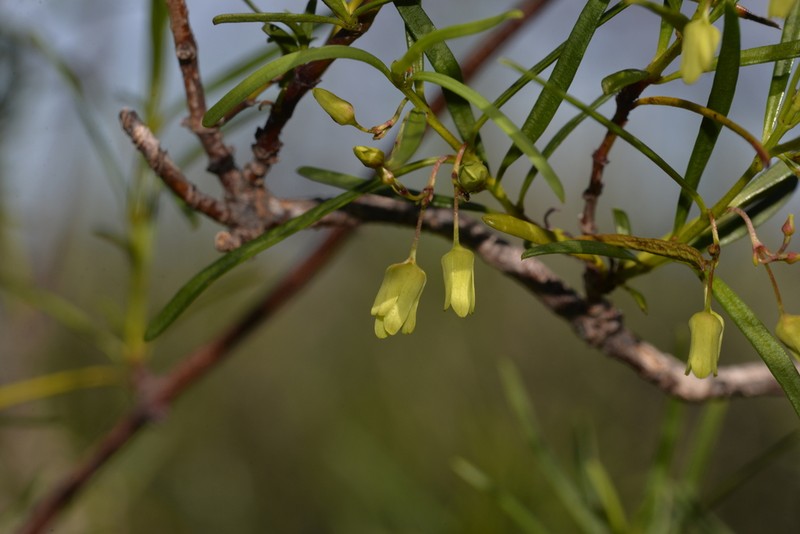 Aphanopetalum clematideum