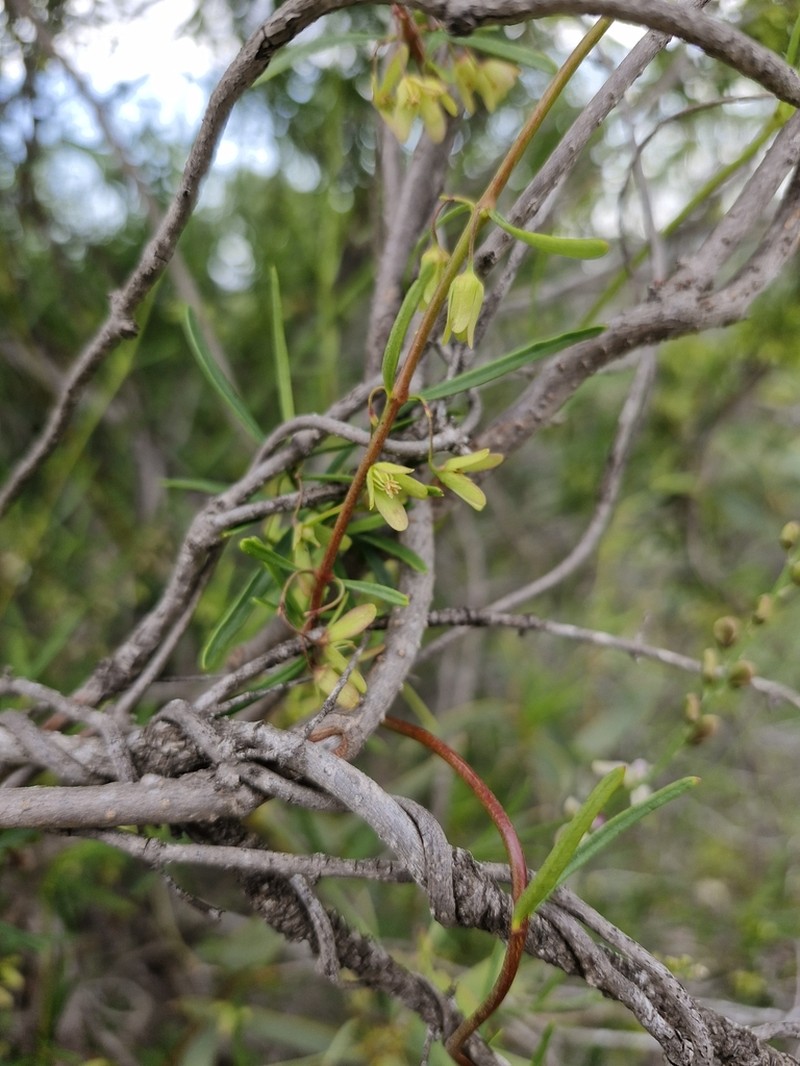 Aphanopetalum clematideum photo 2