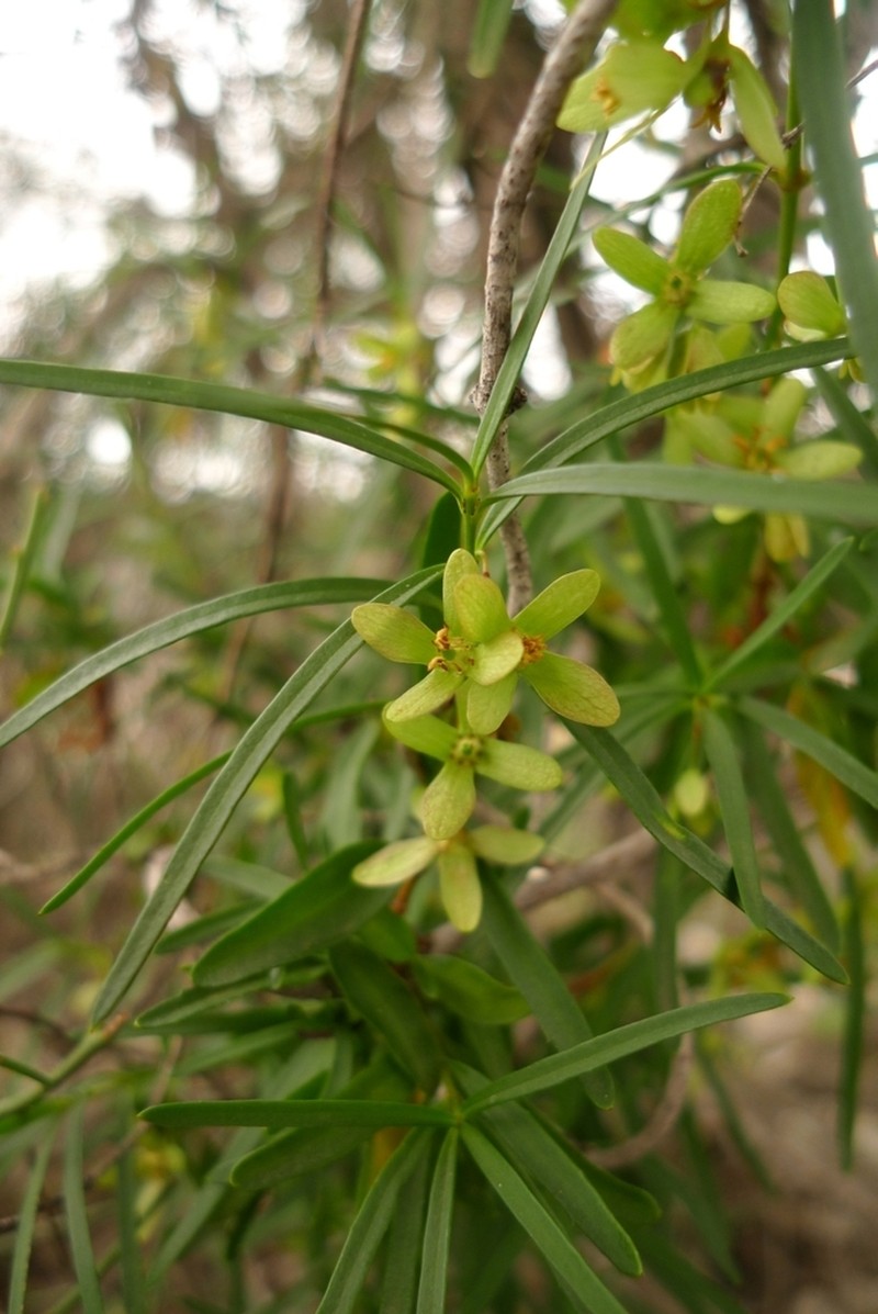 Aphanopetalum clematideum photo 3