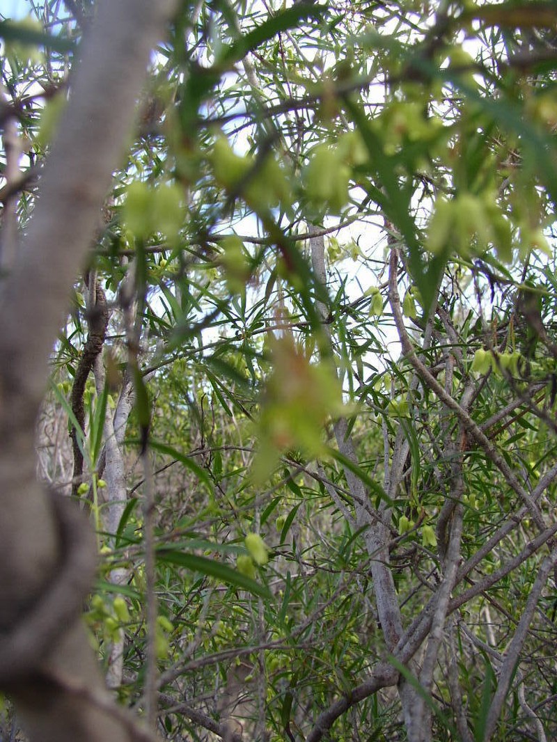 Aphanopetalum clematideum photo 4