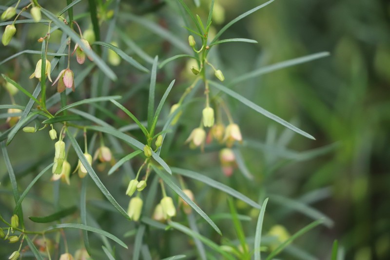 Aphanopetalum clematideum photo 5