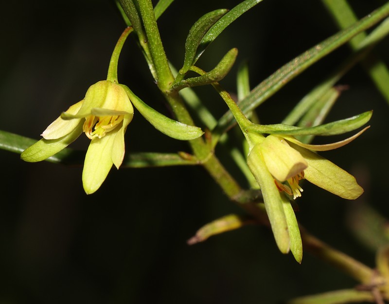 Aphanopetalum clematideum photo 6