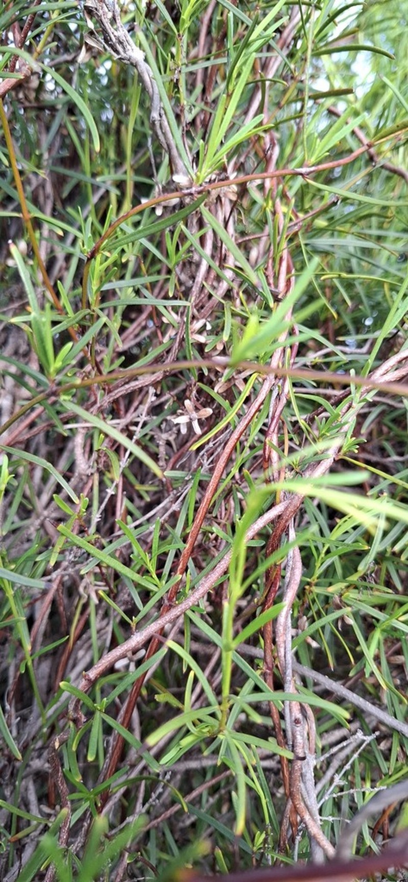 Aphanopetalum clematideum photo 7