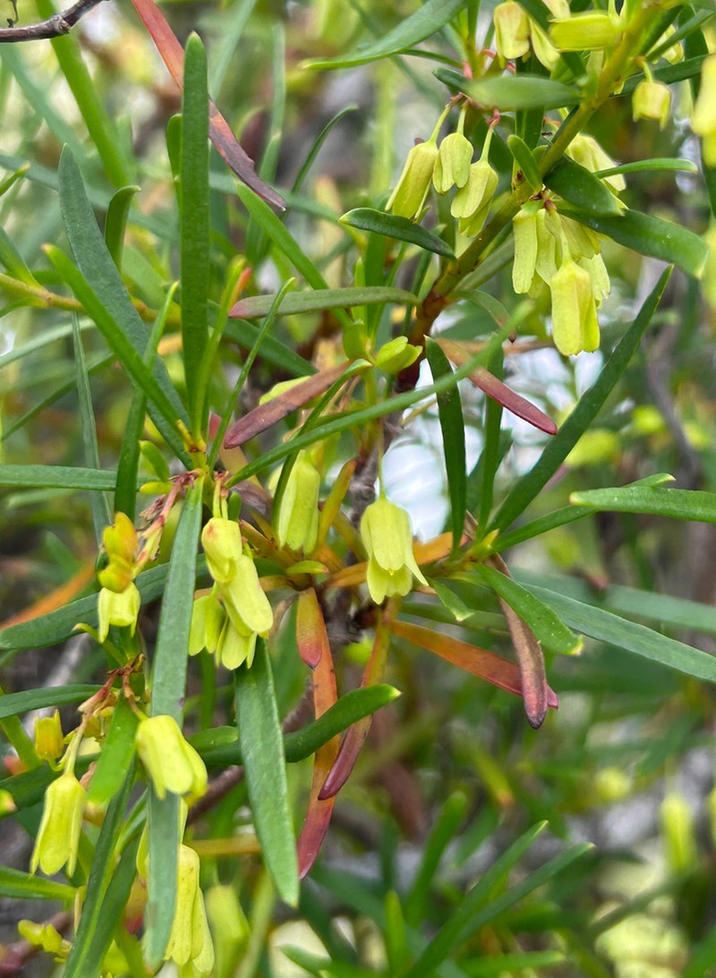 Aphanopetalum clematideum photo 8