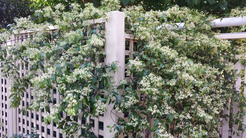 Aphanopetalum resinosum photo 2