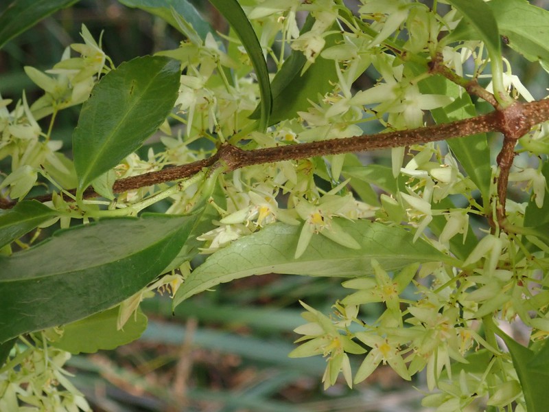 Aphanopetalum resinosum photo 3
