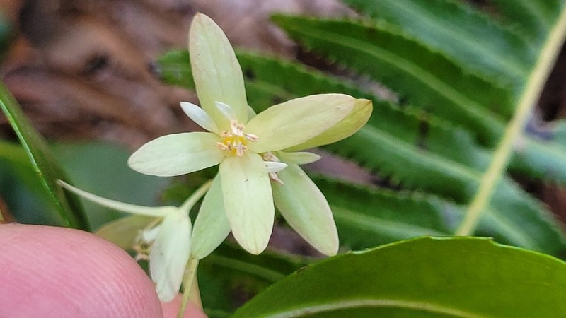 Aphanopetalum resinosum photo 4