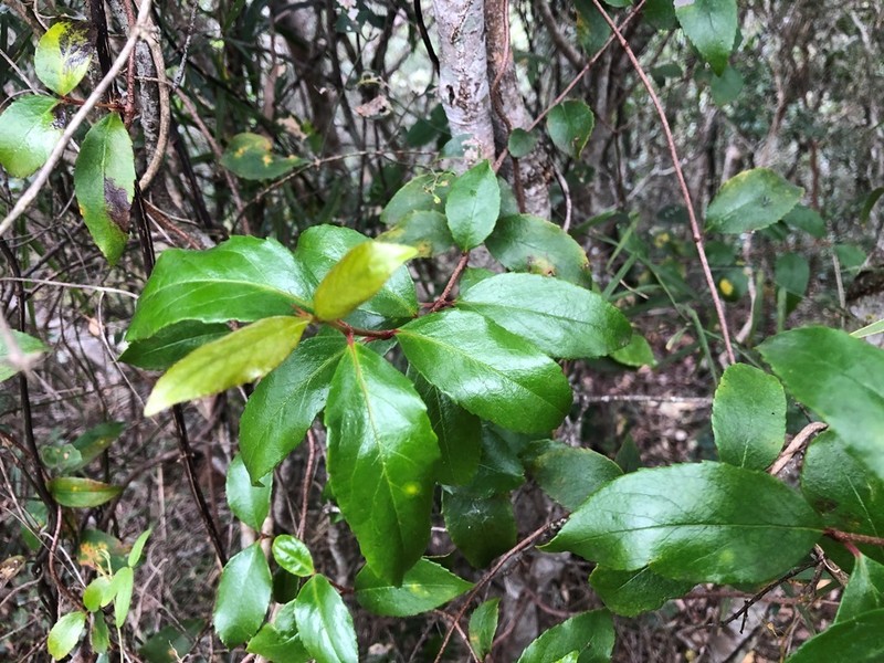 Aphanopetalum resinosum photo 5