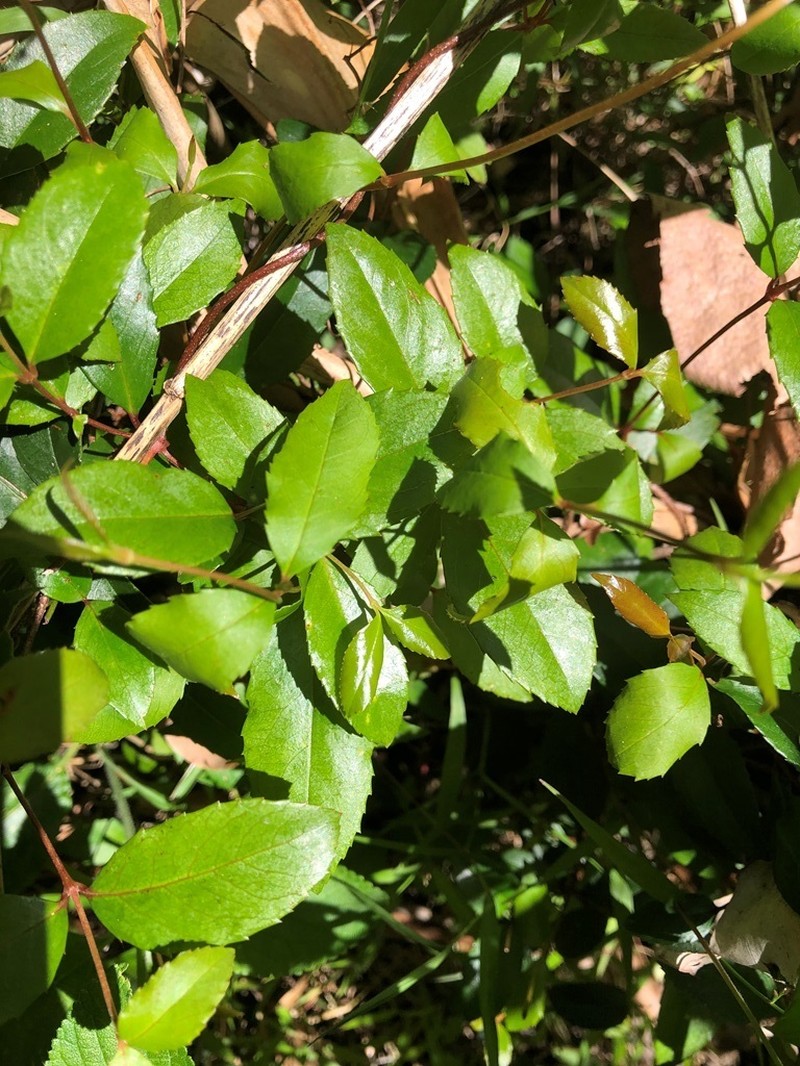 Aphanopetalum resinosum photo 6